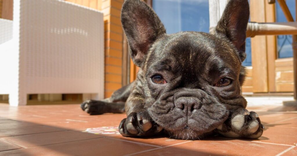 French Bulldog Behavior Problems